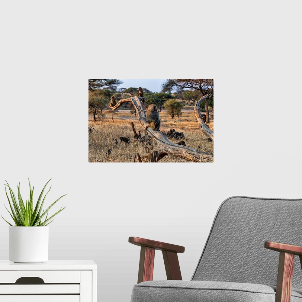 A modern room featuring A family of baboons playing and sitting in trees Serengeti, Africa.