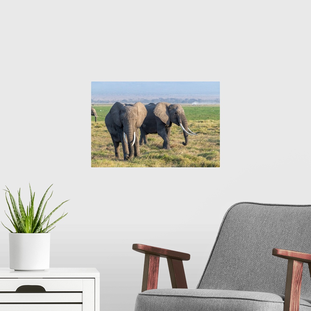 A modern room featuring Two large tusked elephants in Kenya, Africa