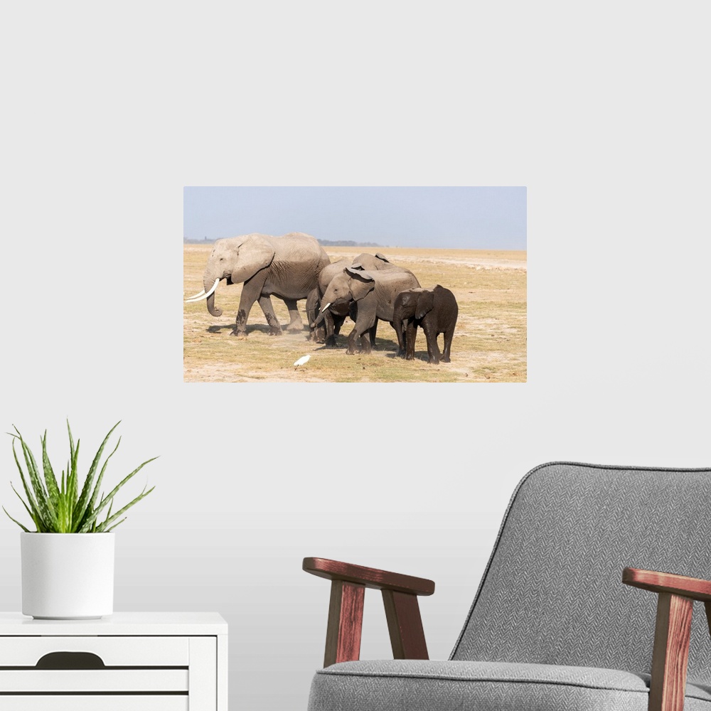 A modern room featuring Three elephants walking in Kenya, Africa
