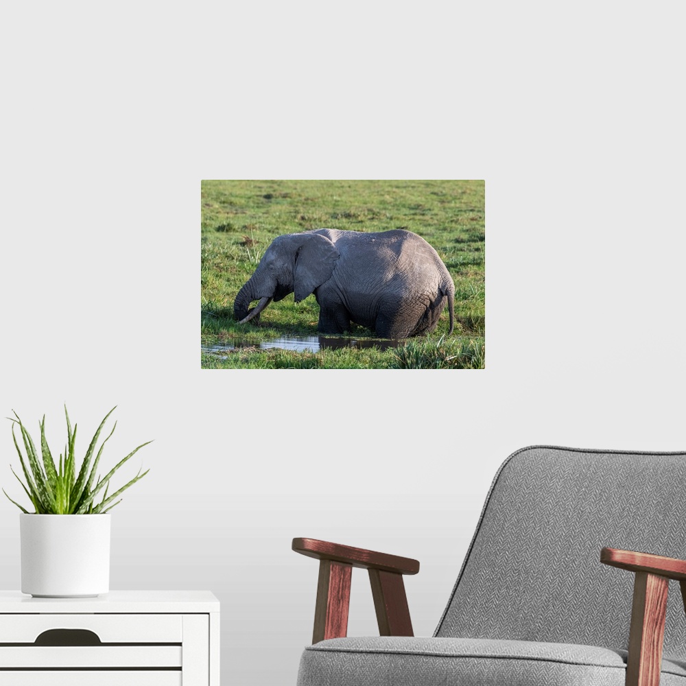 A modern room featuring An elephant in Kenya, Africa, eats grasses in a swampy watery area.