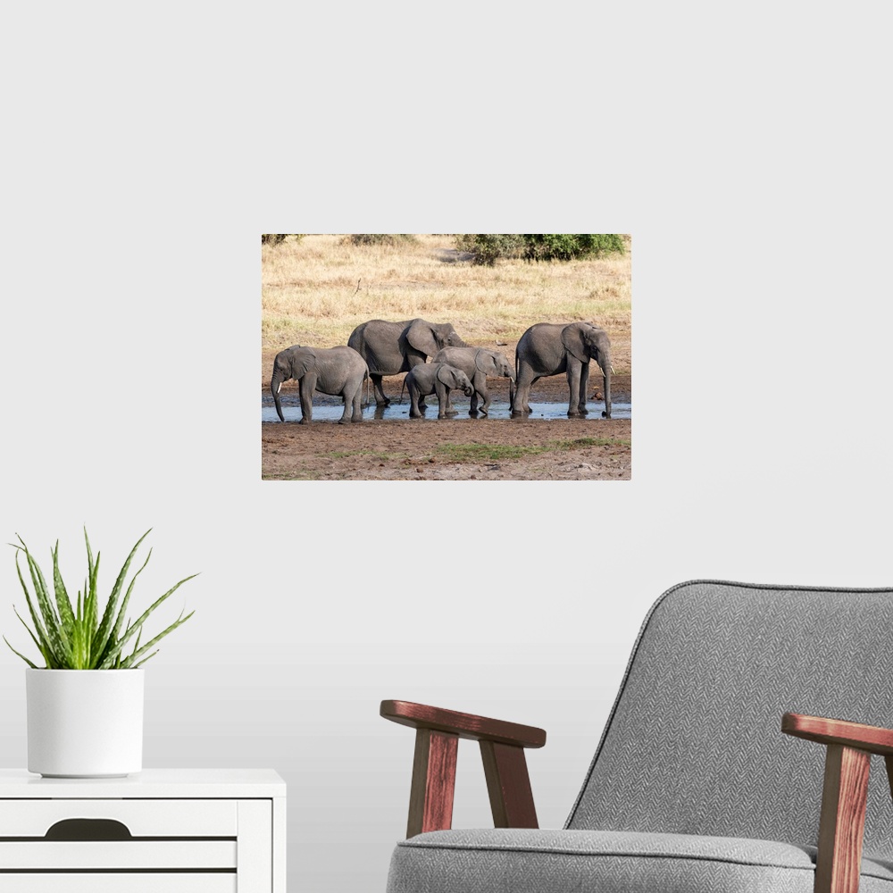 A modern room featuring Several elephants enjoying the coolness of a watering hole in Tanzania, Africa.