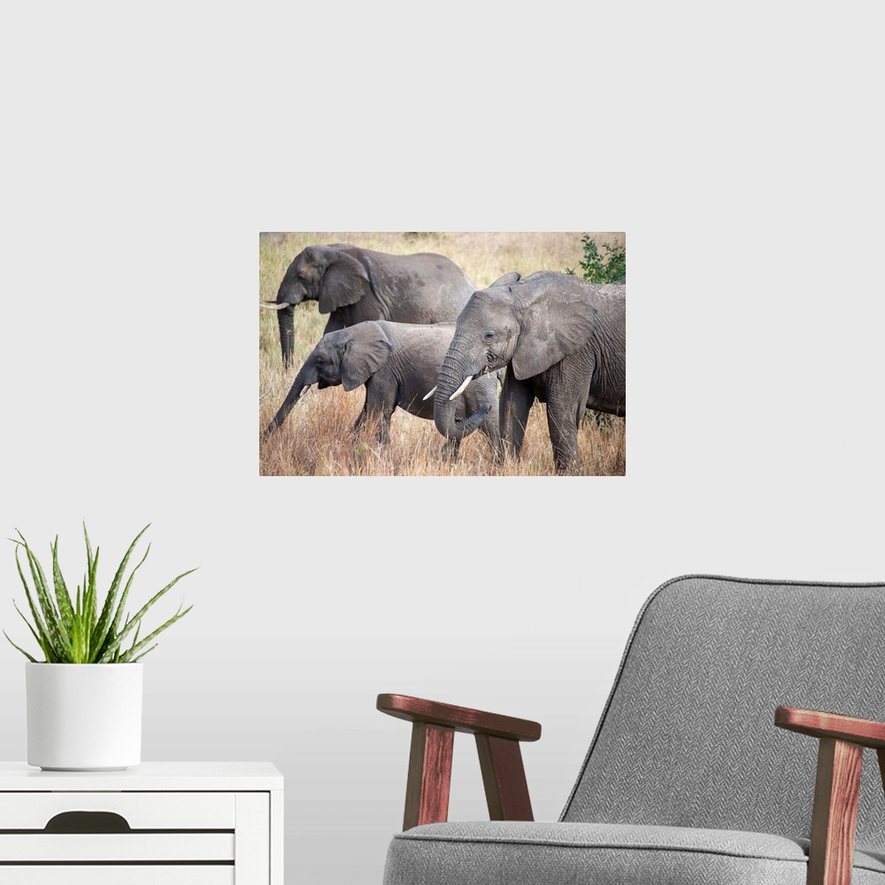 A modern room featuring Elephant eating dry grasses. Serengeti, Tanzania, Africa.