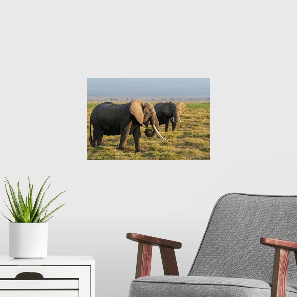 A modern room featuring Several elephants in Kenya, Africa