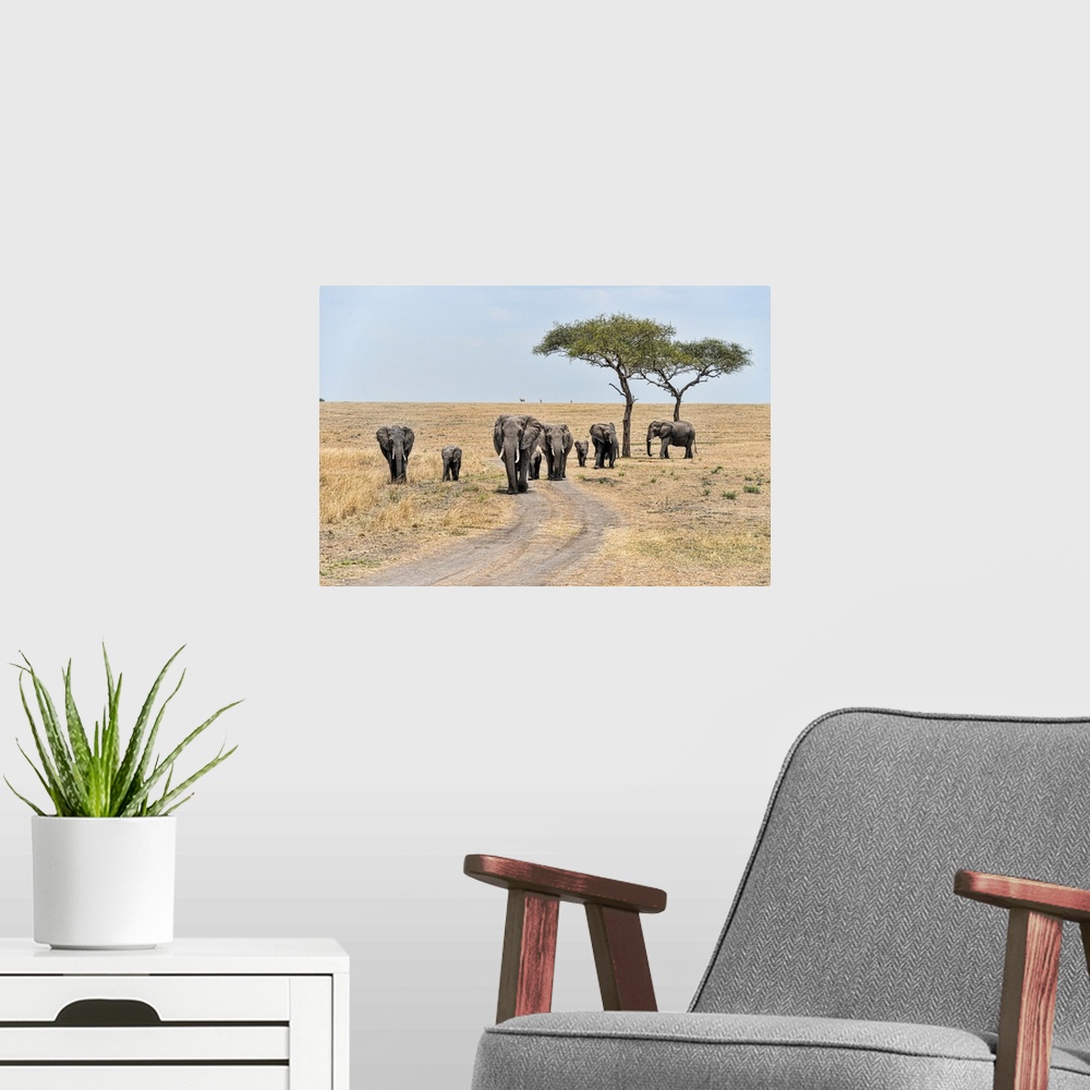 A modern room featuring A family of elephants in Serengeti National Preserve, Tanzania, Africa.