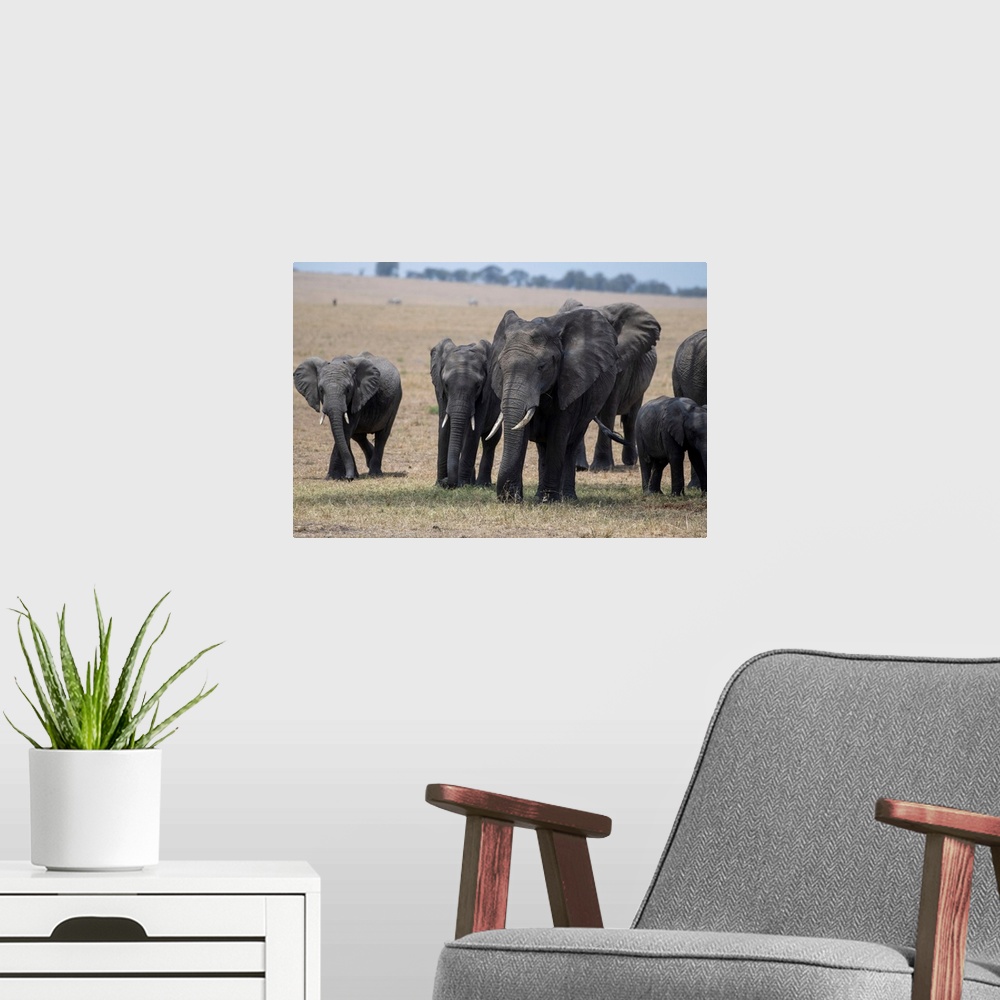A modern room featuring Elephants in Tanzania, Africa