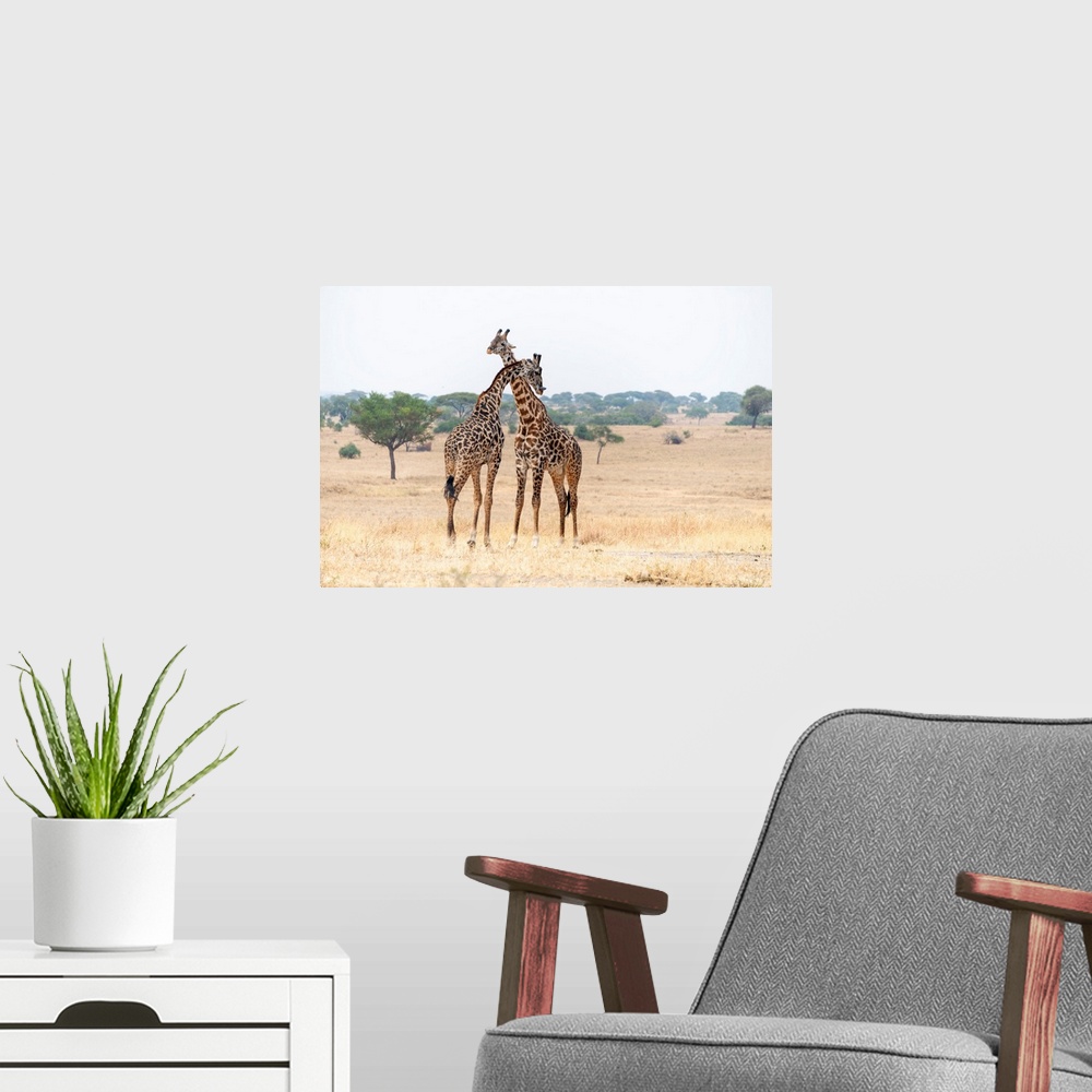 A modern room featuring Two tall giraffes with necks crossed in Serengeti, Tanzania, Africa.