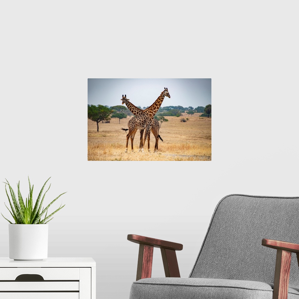 A modern room featuring Two tall giraffes with necks crossed in Serengeti, Tanzania, Africa.