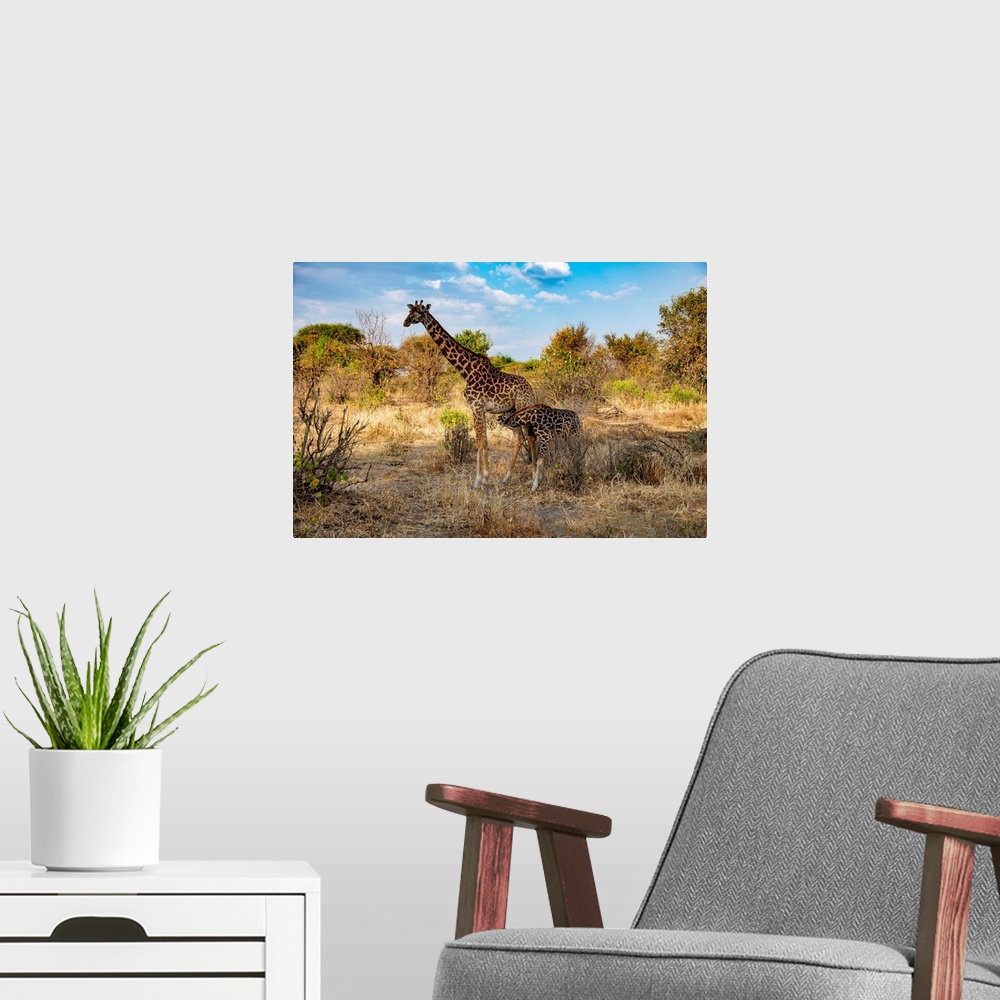 A modern room featuring A mom and baby giraffe in Serengeti, Africa.