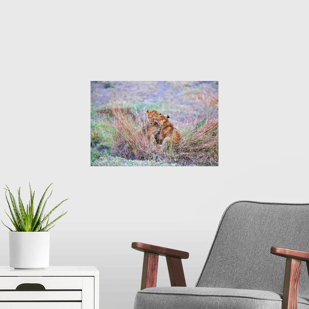 A modern room featuring Two lion cubs playfully fighting and biting in Serengeti National Reserve, Tanzania, Africa.