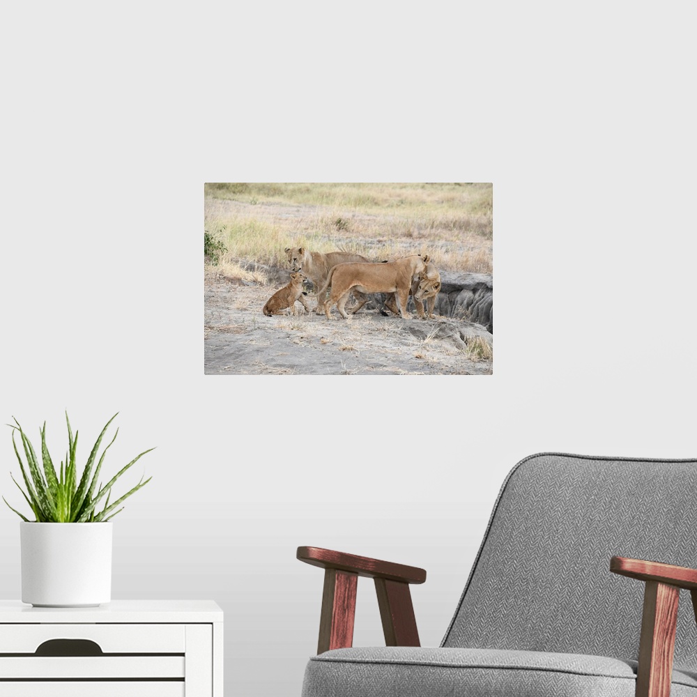 A modern room featuring A pride of lions in Serengeti, Tanzania, Africa.