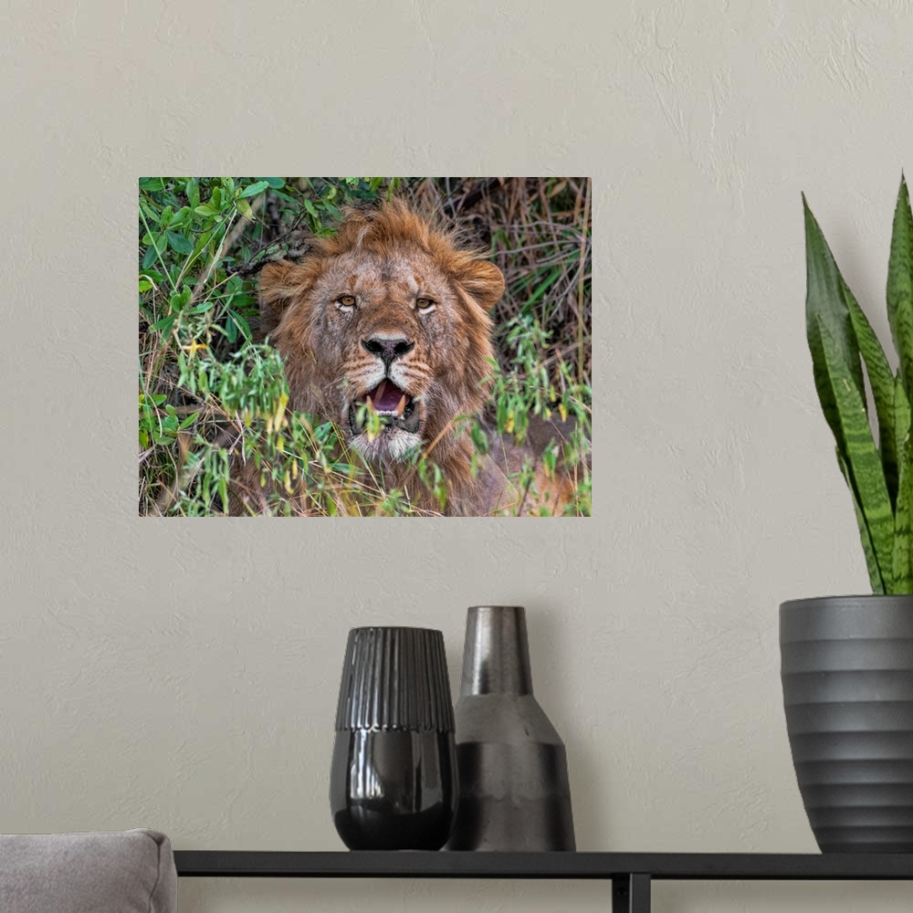 A modern room featuring A male lion looks right at the camera in the Serengeti, Tanzania, Africa.