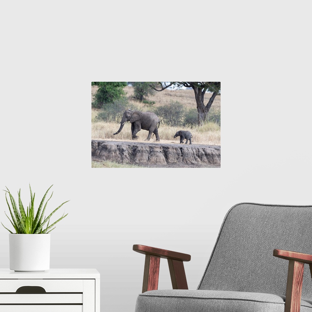 A modern room featuring Two elephants walking in Tanzania, Africa