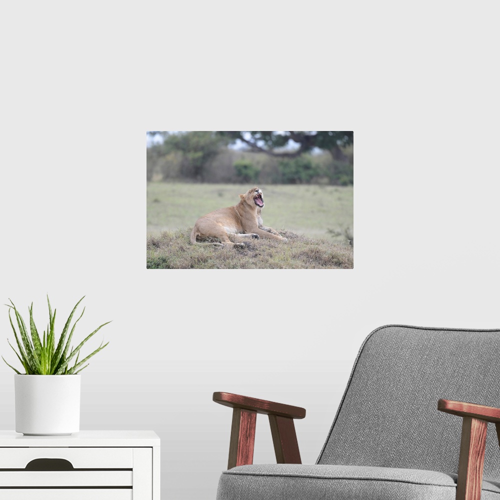 A modern room featuring A female lion snarls (or yawns) in Maasai Mara National Park, Kenya, Africa.