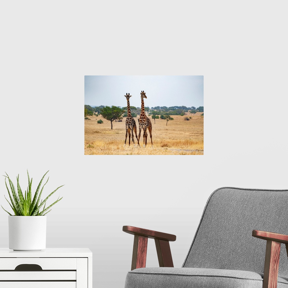 A modern room featuring Tall giraffes in the Serengeti.
