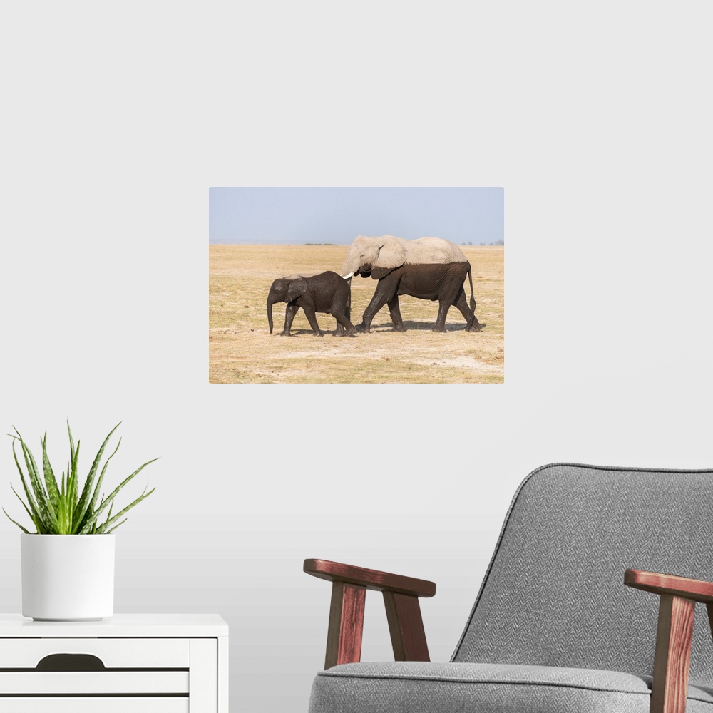 A modern room featuring Two elephants appear two toned having walked through deep watery swamp areas.
