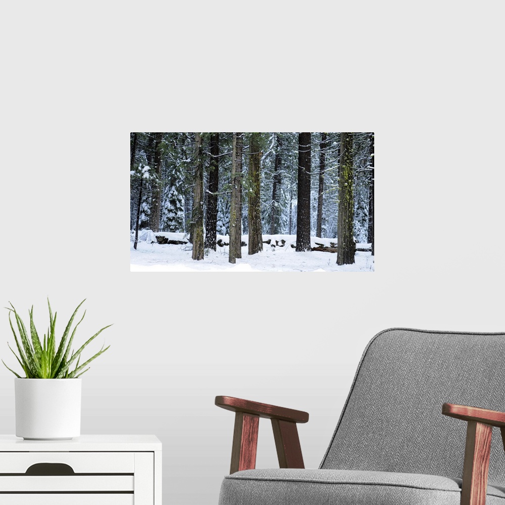 A modern room featuring Winter's grip. Snow covers tall pines in Yosemite, California, USA