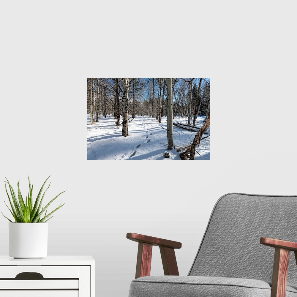 A modern room featuring Path through the wintry forest