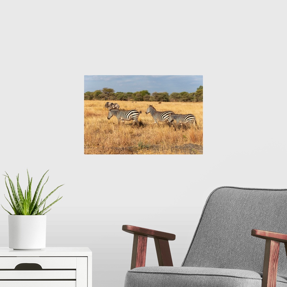A modern room featuring Many zeebra and wildebeests grazing on tall grasses in the Serengeti, Tanzania, Africa.