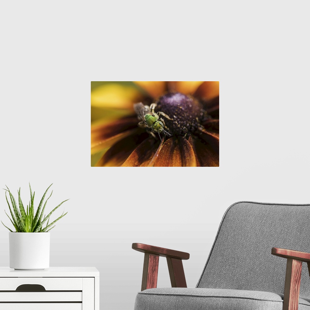 A modern room featuring A bicolored, striped-sweat bee (agapostemon virescens) pollinates black-eyed Susan blossoms, Asto...