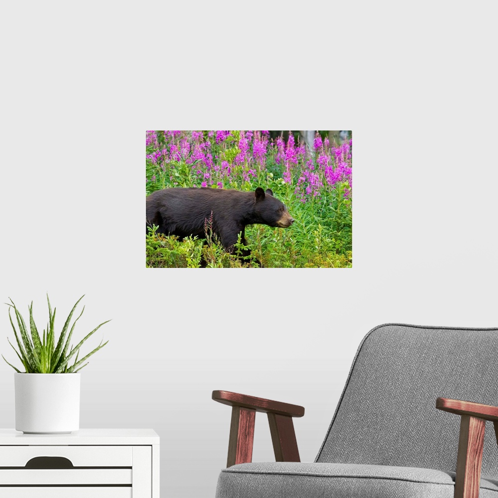 A modern room featuring A Black Bear searches for berries along the Tatshenshini River, not far from the Alaska Highway i...