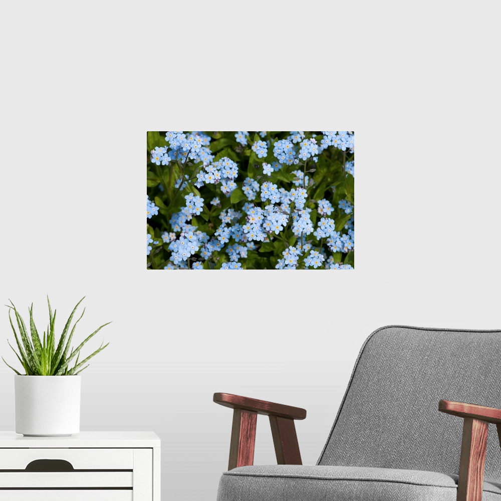 A modern room featuring A cluster of forget me not flowers, Myosotis species, in springtime.