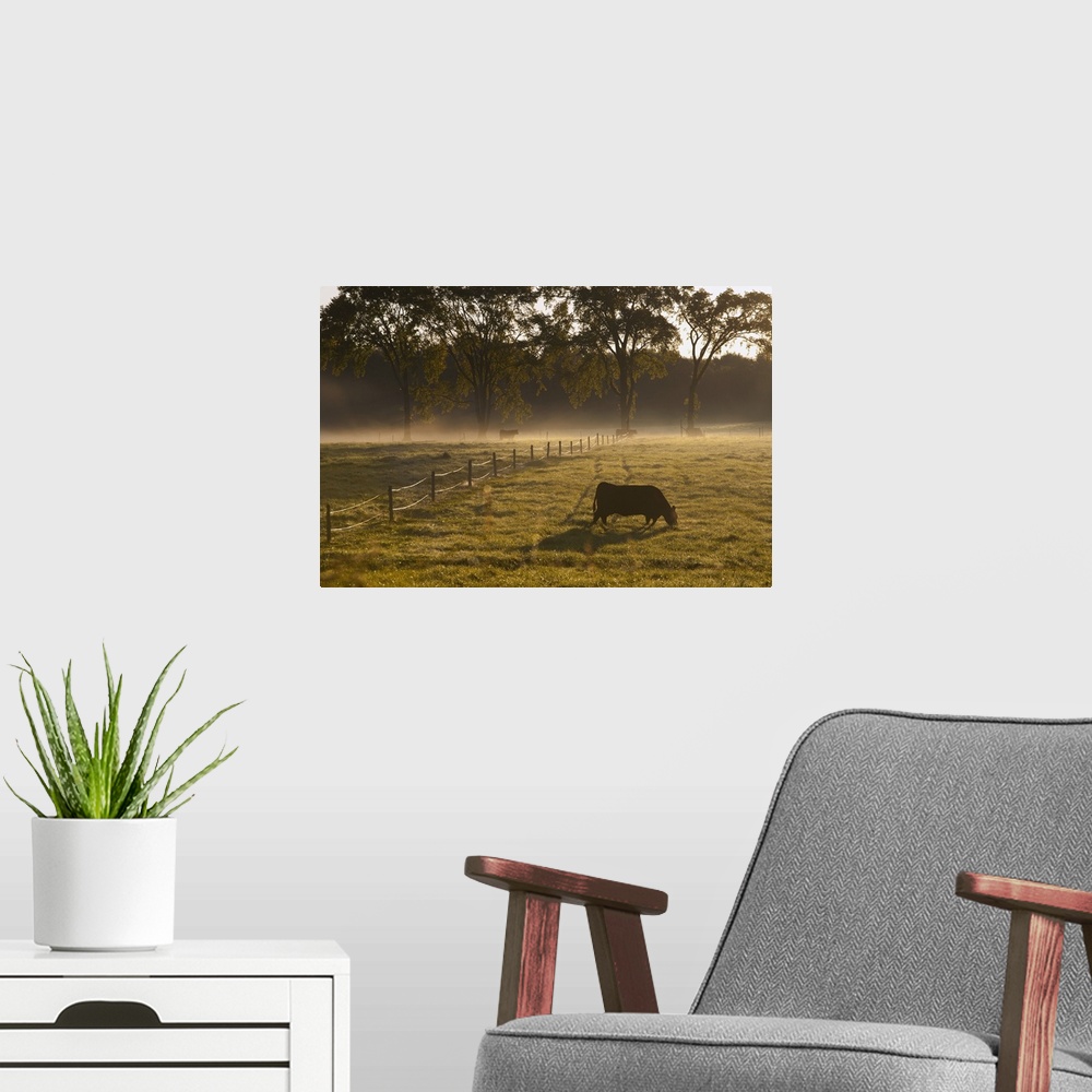 A modern room featuring A Cow Grazing In A Field In The Early Morning; Ville De Lac Brome, Quebec, Canada
