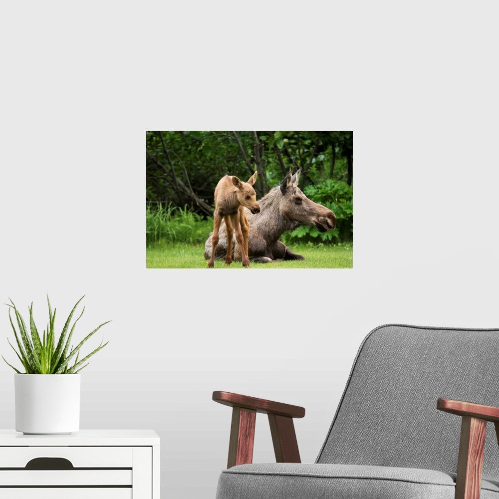 A modern room featuring A cow moose (alces alces) relaxes on a lawn with her calf; Anchorage, Alaska, United States of Am...