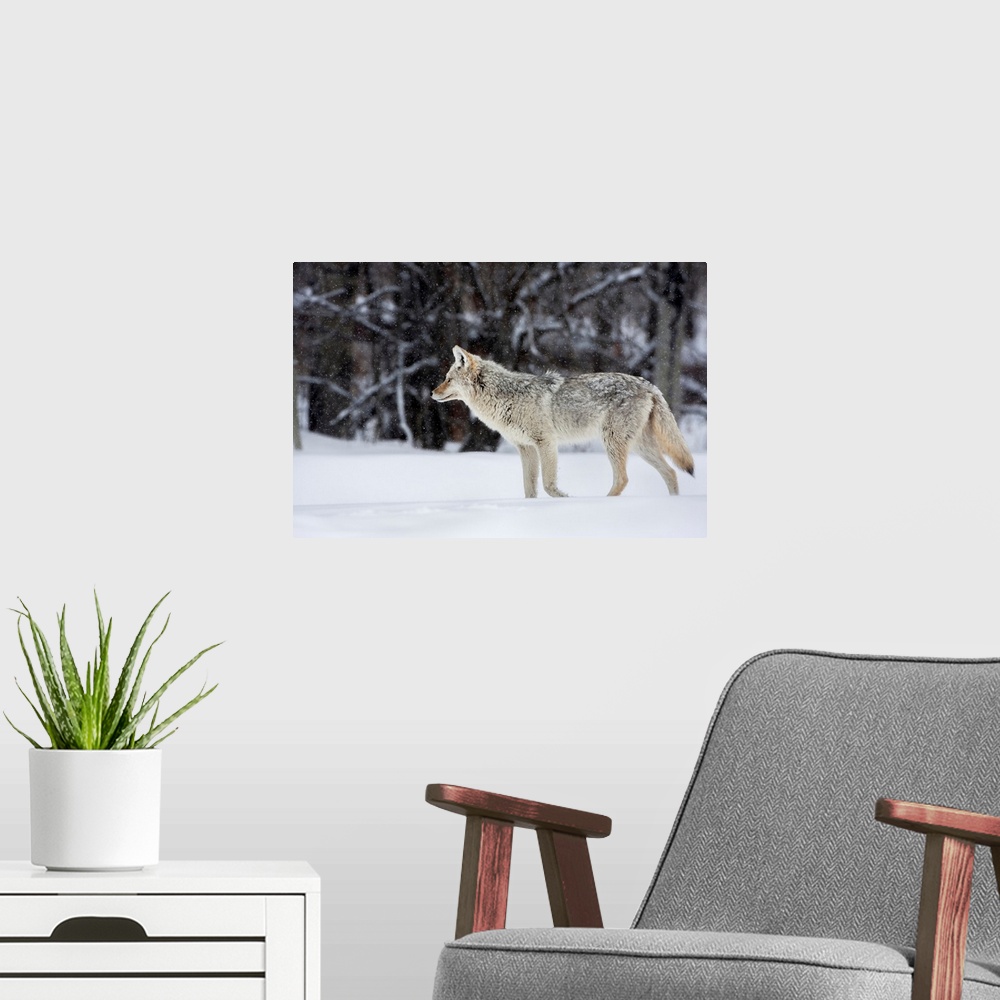 A modern room featuring coyote in winter, with snow falling at elk island national park  alberta  canada