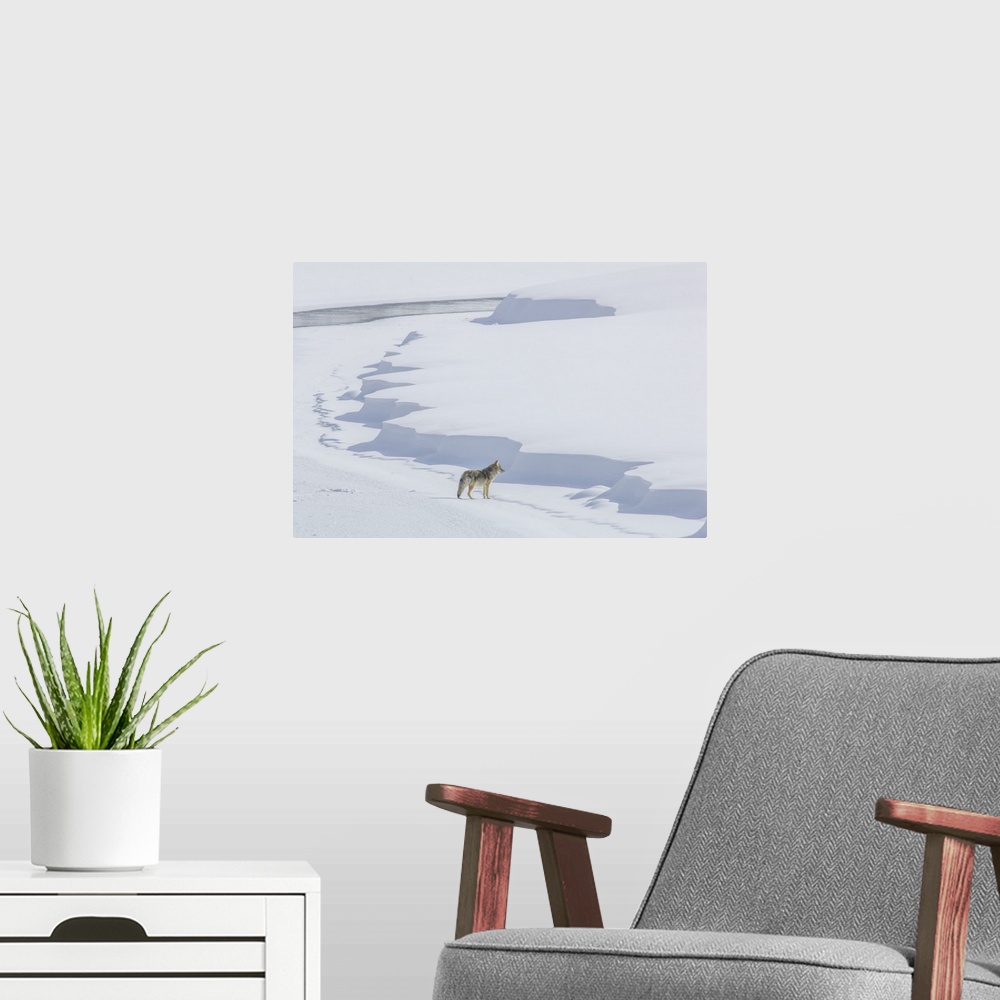 A modern room featuring A coyote (Canis latrans) walking on the ice of the Yellowstone River listening for prey under the...