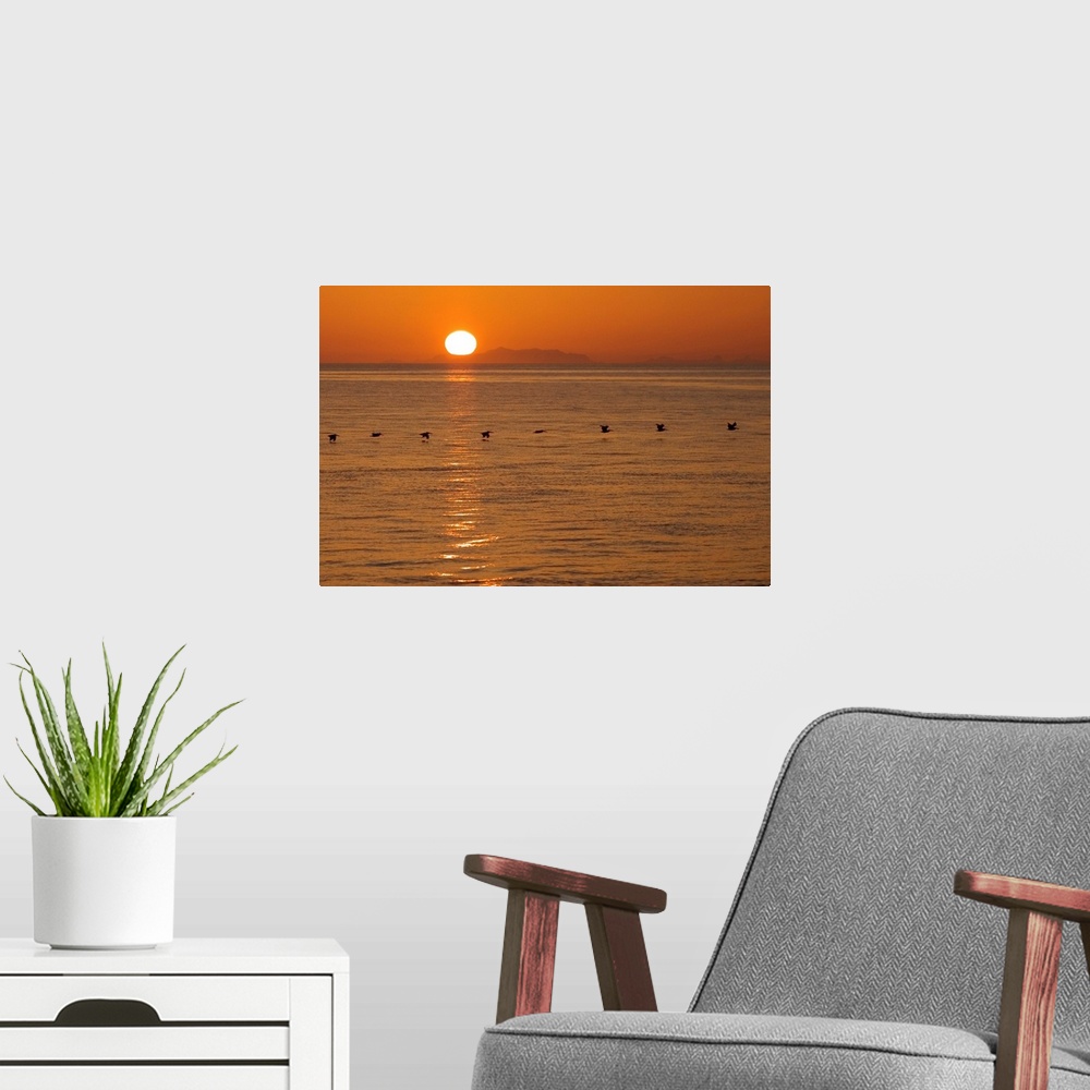 A modern room featuring A flock of brown pelicans flying low over water at sunset.