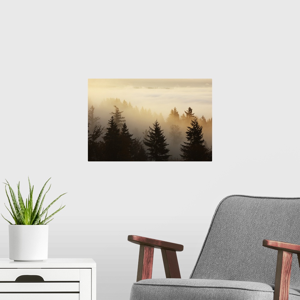 A modern room featuring A Forest In The Valley With Fog At Sunrise, Happy Valley, Oregon