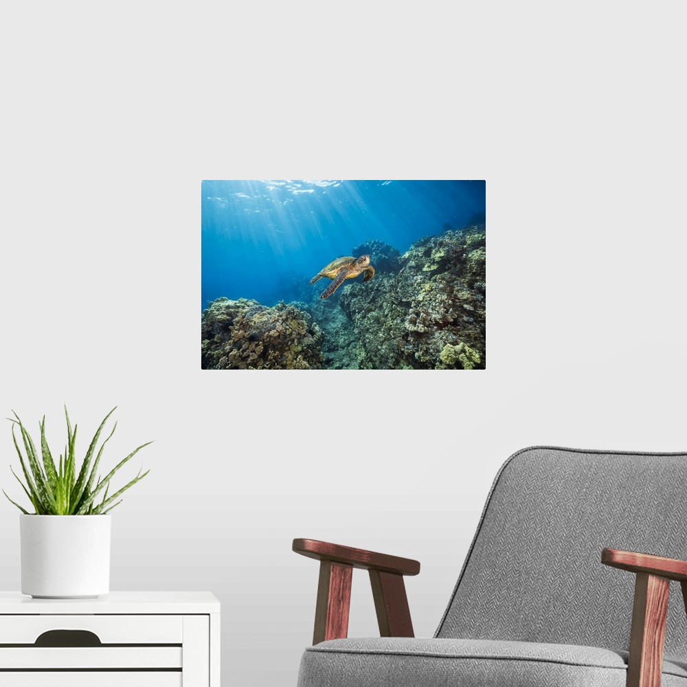 A modern room featuring A green sea turtle (chelonia mydas), an endangered species, glides over a reef off the island of ...