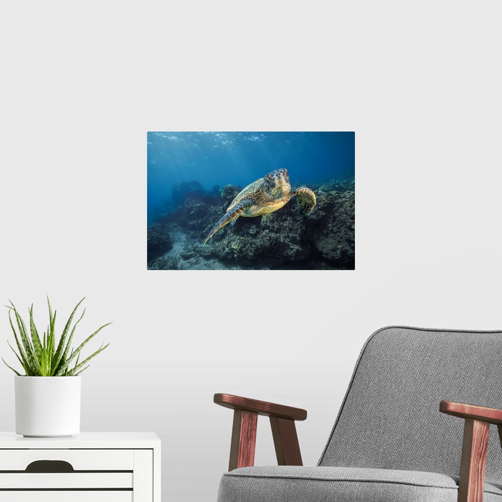 A modern room featuring A green sea turtle (chelonia mydas), an endangered species, glides past an underwater lava ridge ...