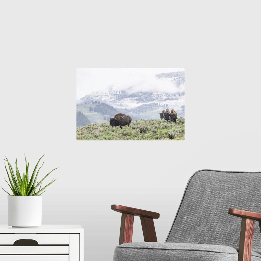 A modern room featuring A herd of American Bison (Bison bison) grazes in a sagebrush meadow with hills and a snowy mounta...