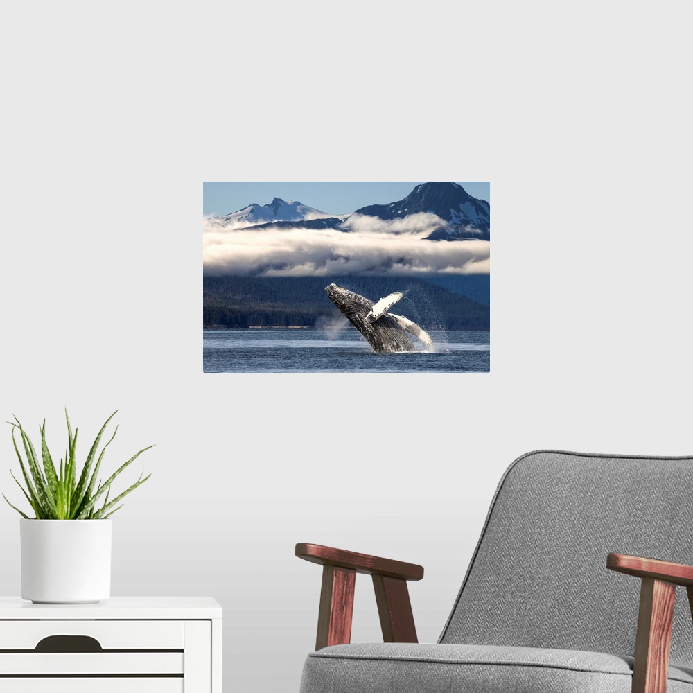 A modern room featuring A humpback whale breaches as it leaps from the calm waters of Lynn Canal in Alaska's Inside Passa...