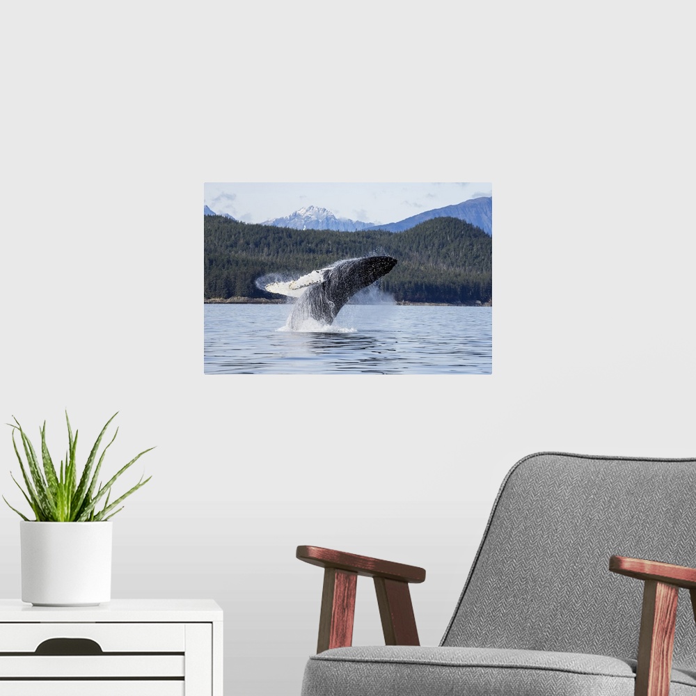A modern room featuring A Humpback Whale Breaches As It Leaps From The Calm Waters Of Stephens Passage Near Tracy Arm In ...