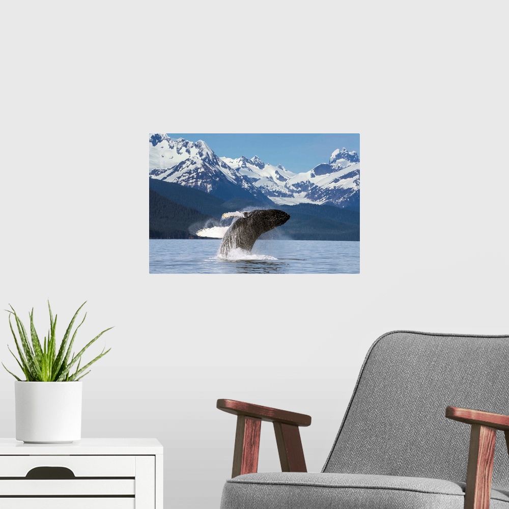 A modern room featuring A humpback whale leaps (breaches) from the calm waters of Lynn Canal in Alaska near Juneau. Herbe...