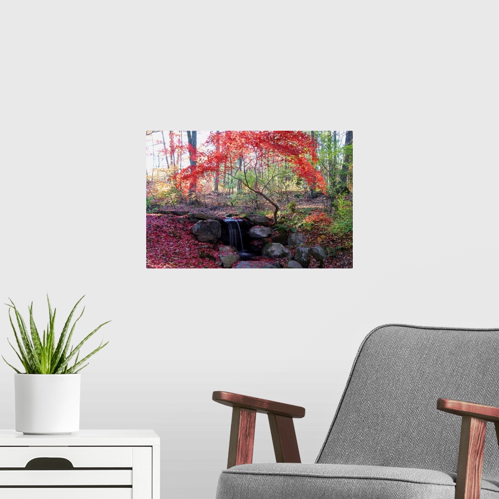 A modern room featuring A Japanese maple tree with red leaves in the fall, next to a waterfall