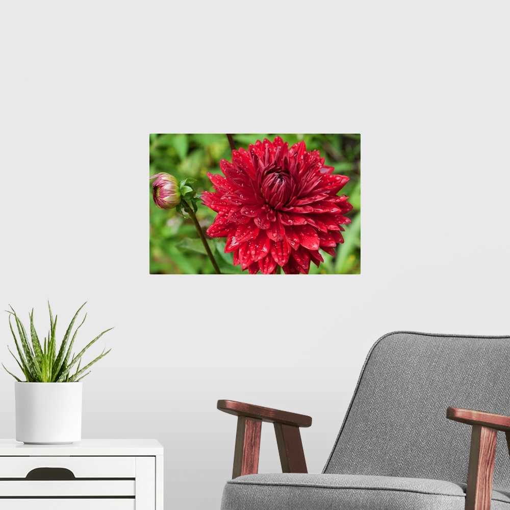 A modern room featuring A large red dahlia flower and bud covered in water drops.