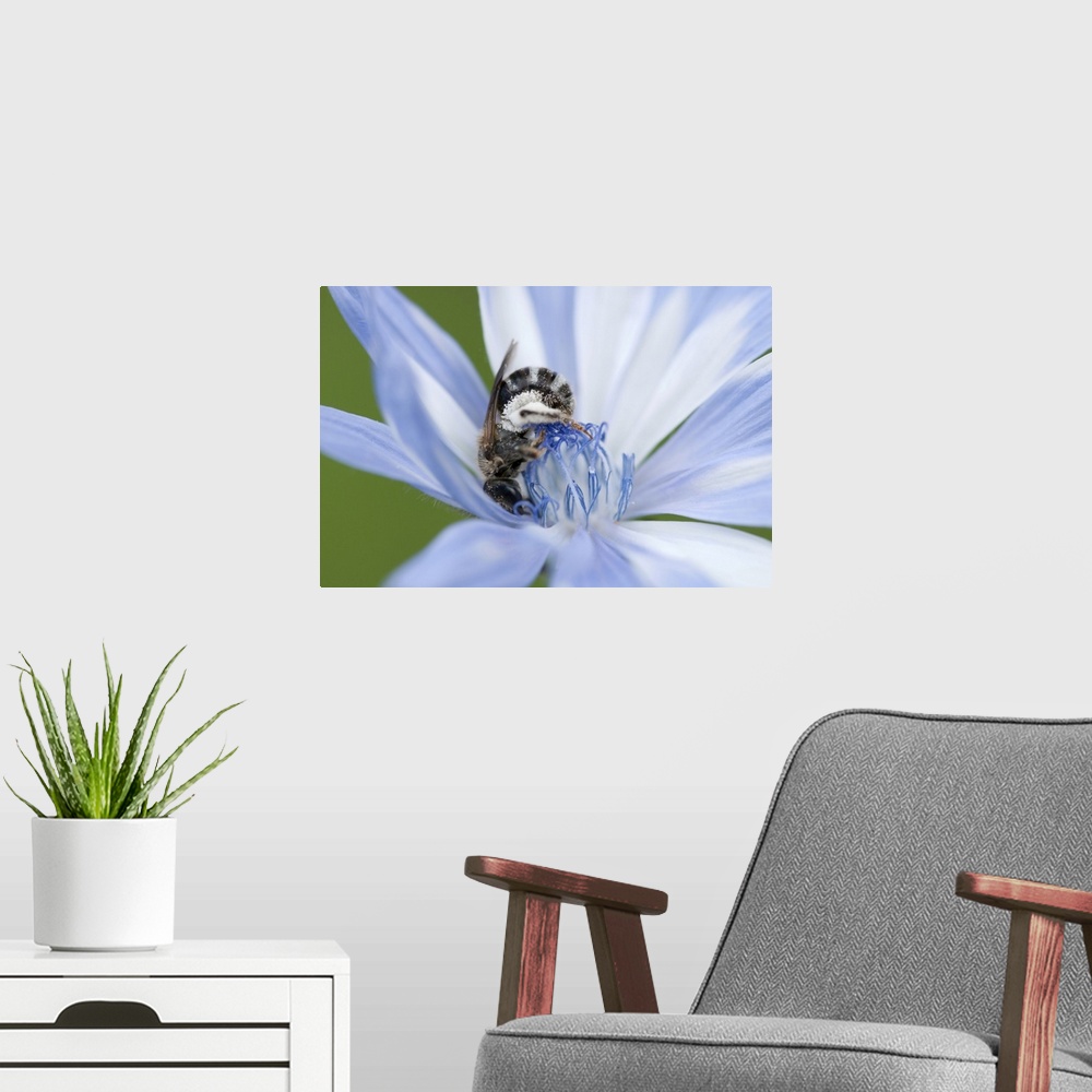 A modern room featuring A mellisodes bee collecting pollen and drinking nectar from a common chicory flower. McClennen Pa...
