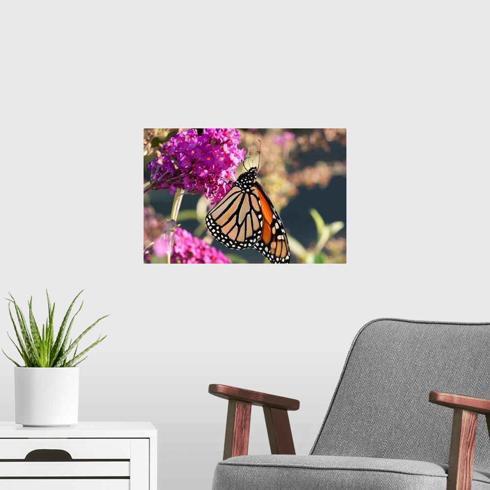 A modern room featuring A monarch butterfly, Danaus plexxipus, visiting butterfly bush flowers, Buddleia davidii.