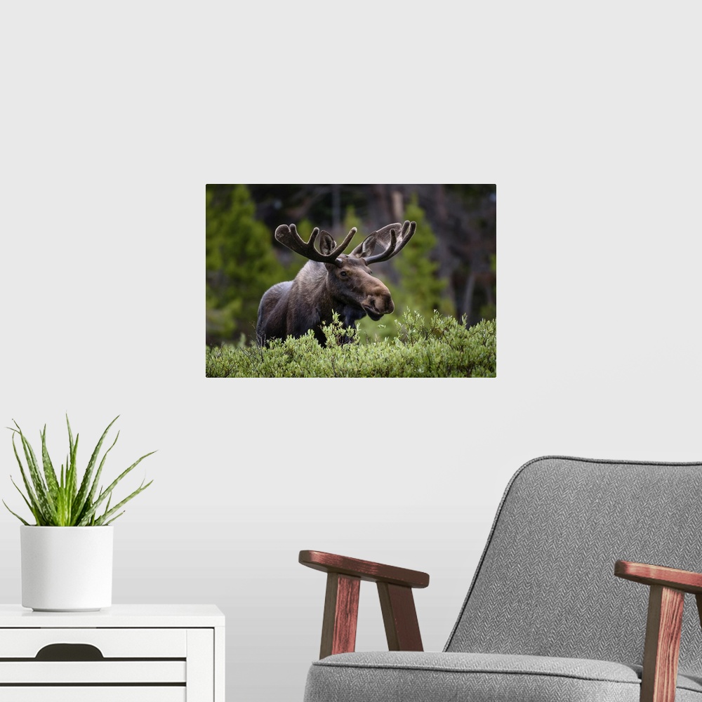 A modern room featuring A moose (Alces alces) stands by lush foliage in the Rocky Mountains; Colorado, United States of A...