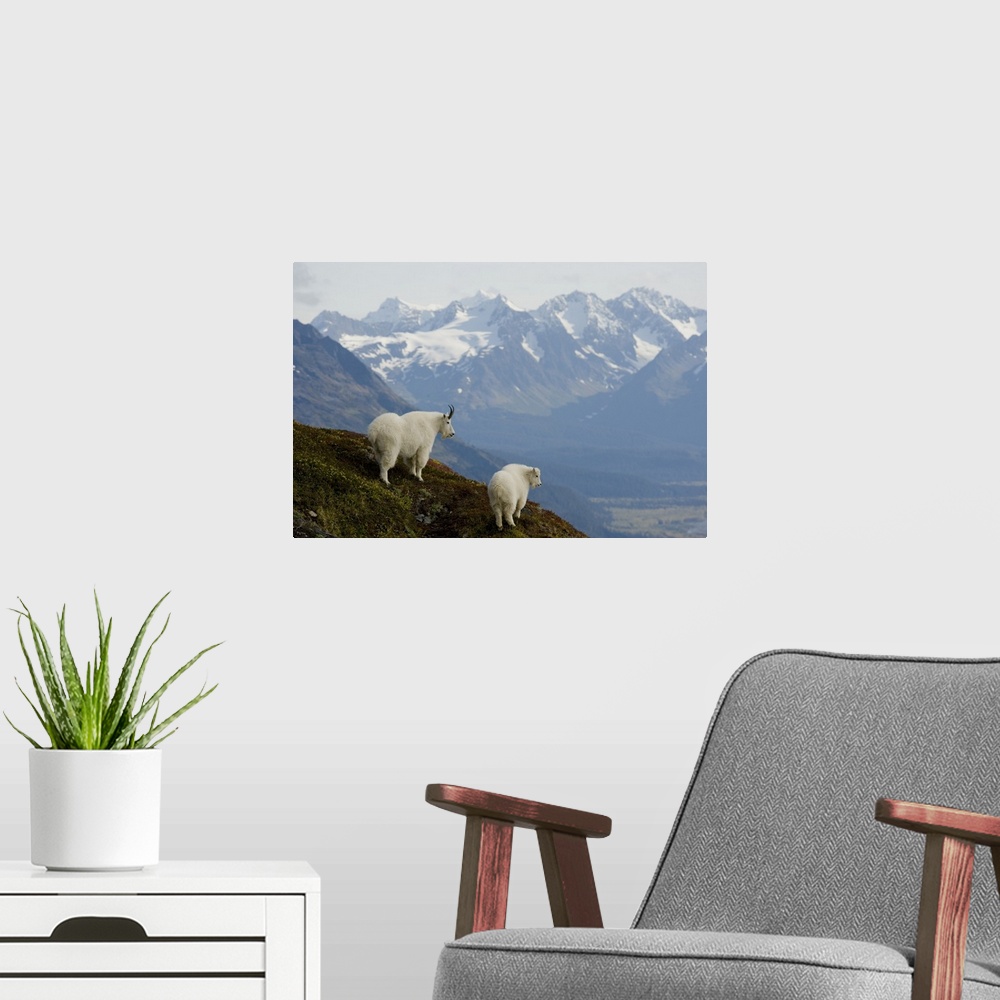 A modern room featuring A Nanny & Kid Mountain Goat Stand On A Ridge With The Scenic Kenai Mountains In The Background Du...