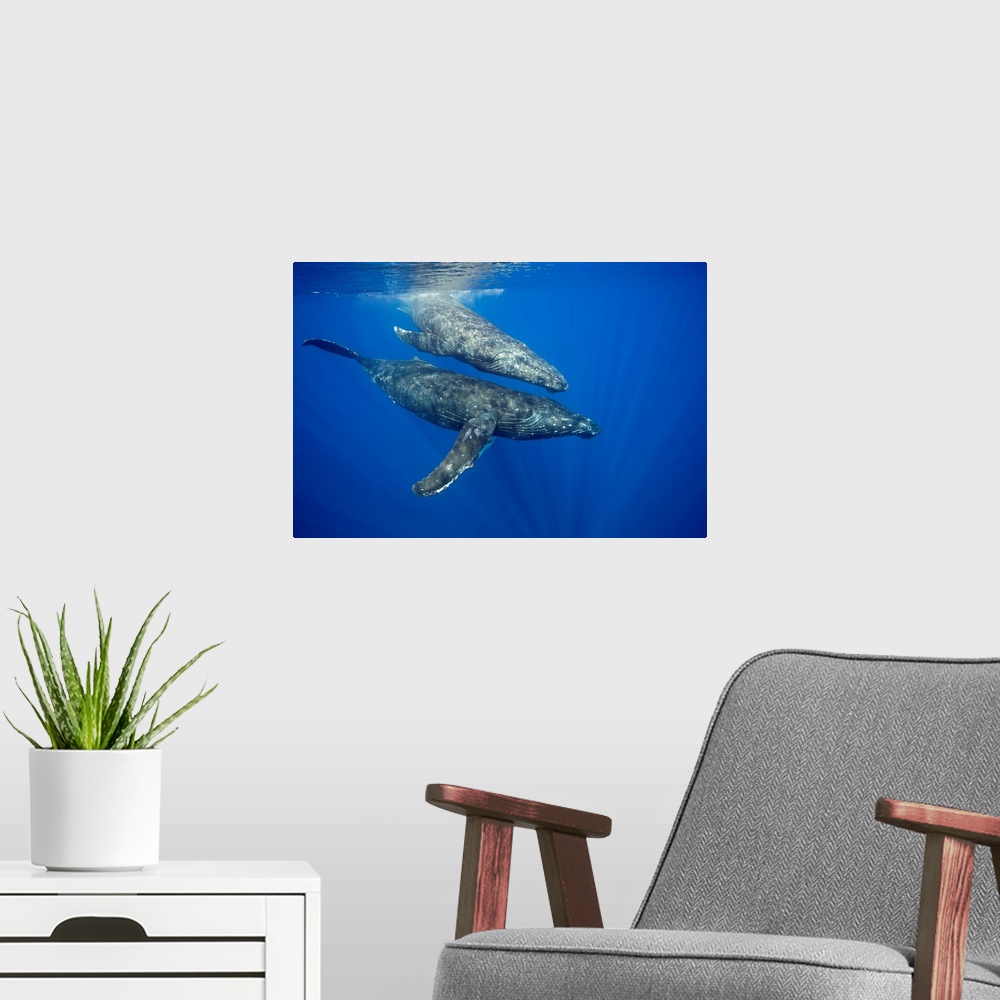 A modern room featuring A pair of humpback whales (Megaptera novaeangliae) just below the surface. Hawaii, United States ...