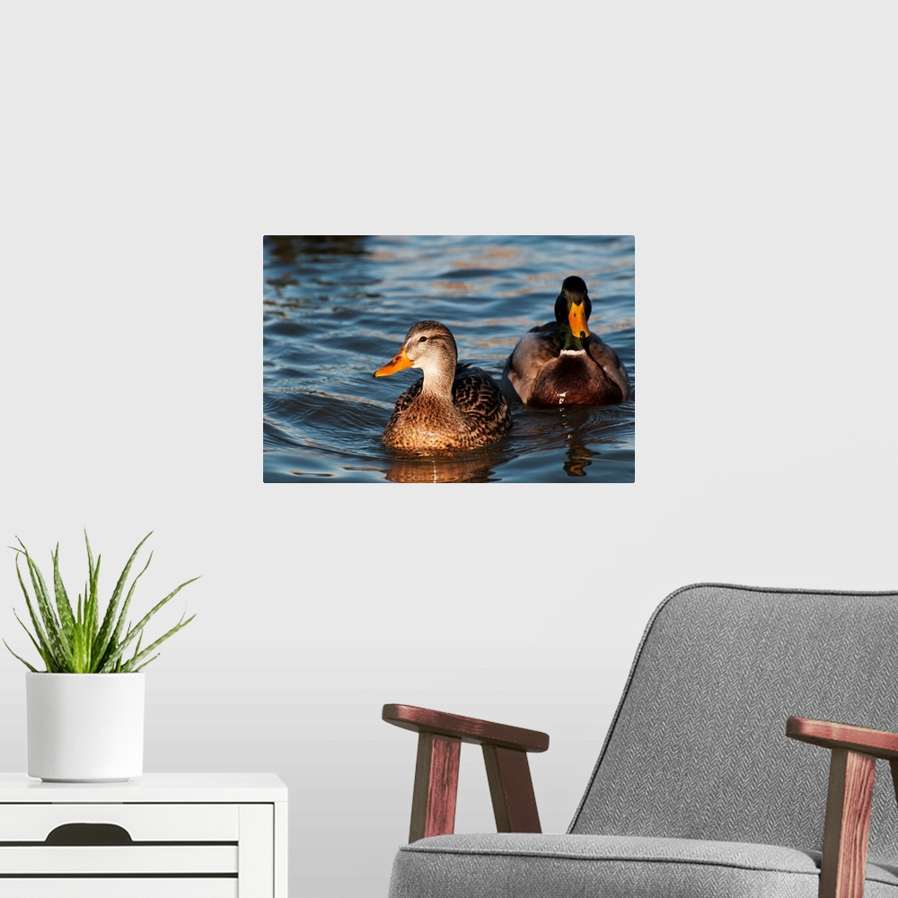 A modern room featuring A Pair Of Mallards Swim In The Columbia River, Astoria, Oregon