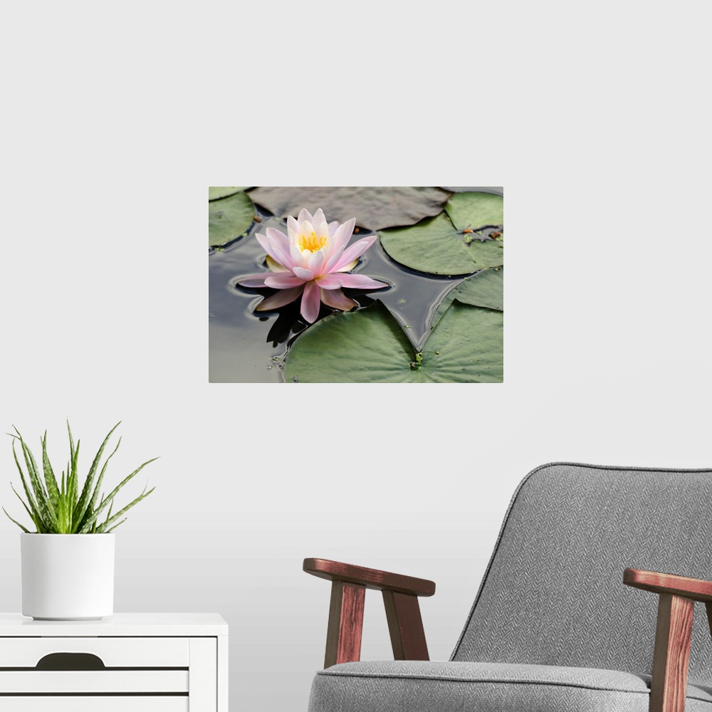 A modern room featuring A pink water lily, Nymphaea species, in a pond. Roger Williams Park, Providence, Rhode Island.