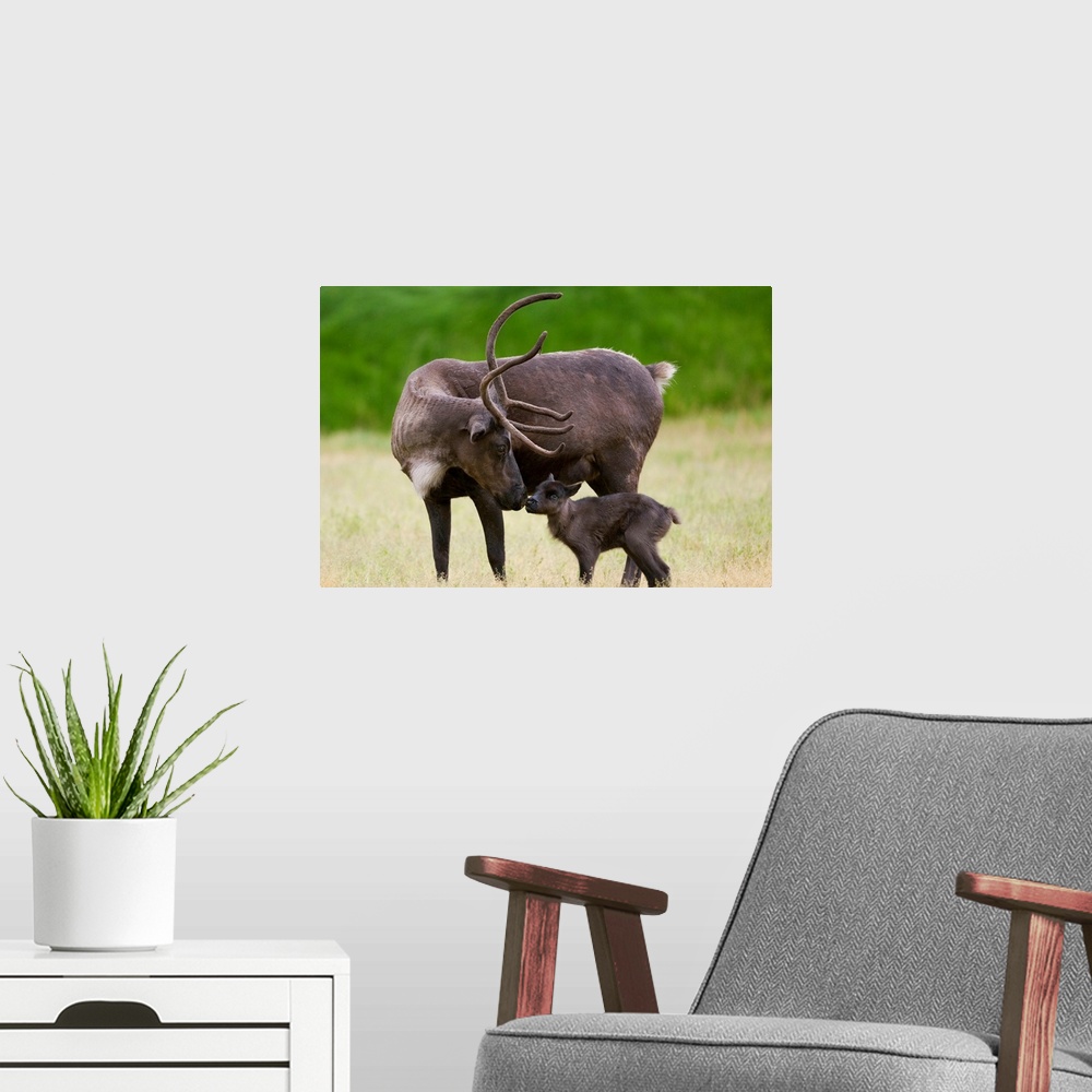 A modern room featuring A Reindeer Calf Is Nuzzled By Its Mother In A Grassy Field, Southcentral Alaska