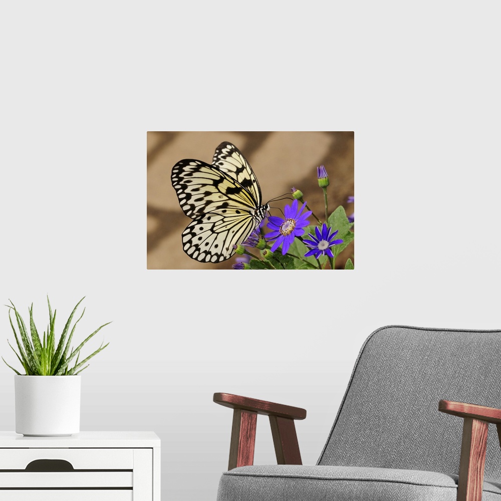A modern room featuring A rice paper butterfly, Idea leuconoe, sipping from a purple flower. Westford, Massachusetts.