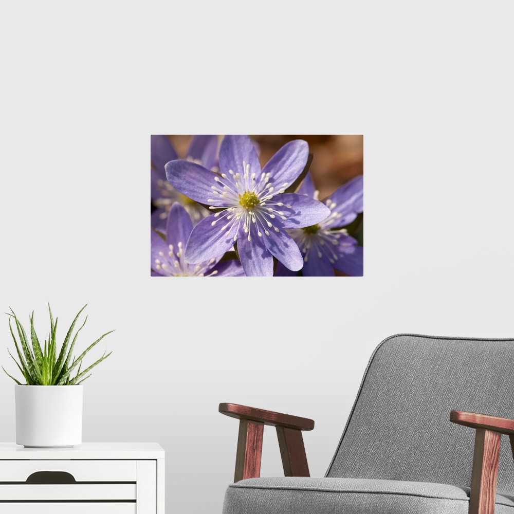 A modern room featuring A sharp-lobed hepatica flower, Hepatica acutiloba, in springtime. Framingham, Massachusetts.