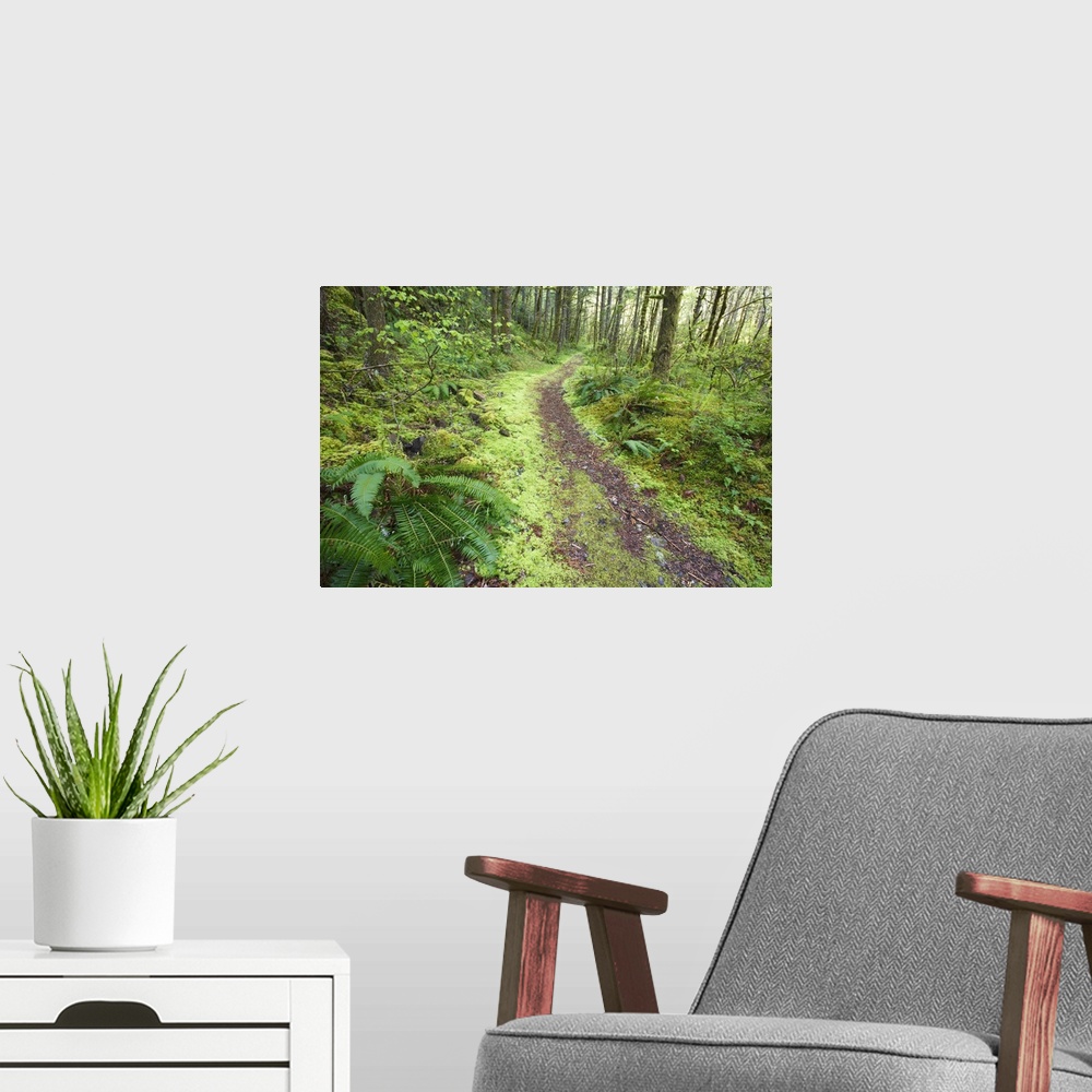A modern room featuring A Trail Leading Through The Forest